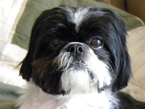 According To Science This Is What It Means When Your Shih Tzus Tilt