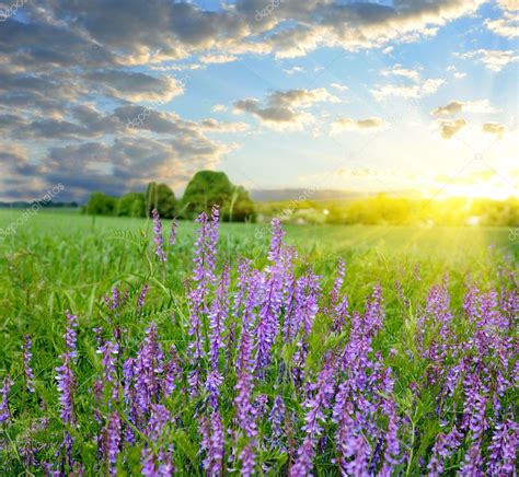 Bright Sunset Over The Wonderful Field With Flowers — Stock Photo