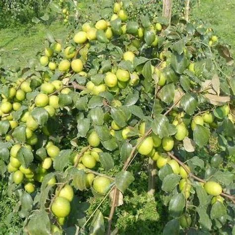 Full Sun Exposure Green Apple Ber Plant For Garden At Rs 25piece In North 24 Parganas