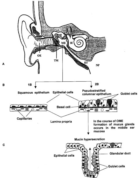 Anatomy Of The Ear Schematic Structure Of The Middle Ear Epithelium