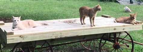 1770 prairie city road, folsom. Animal Shelters - Community & Government in New Orleans LA ...
