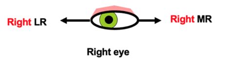 Extraocular Muscles Iii Binocular Eye Movements Flashcards Quizlet