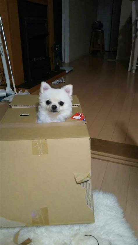 アスリート / スポーツ / バスケットボール / 人情 / 兄弟 / 学園 / 家族 / 高校生. 段ボールの家: 笑顔がいっぱい!