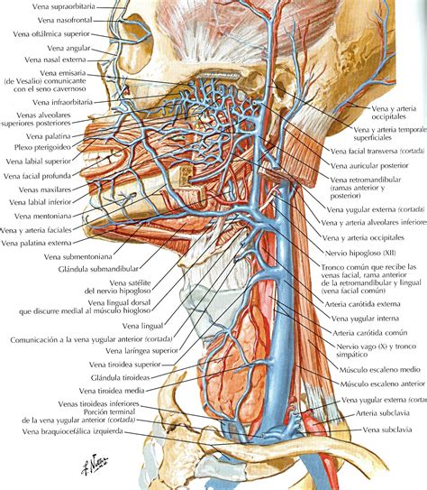 Atlas De Anatomía Humana 5ª Ed Kmelotbibliotecaudcesrecord