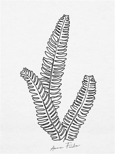 Fern Drawing By Anna Farba Botanical Illustration Studio Botanical