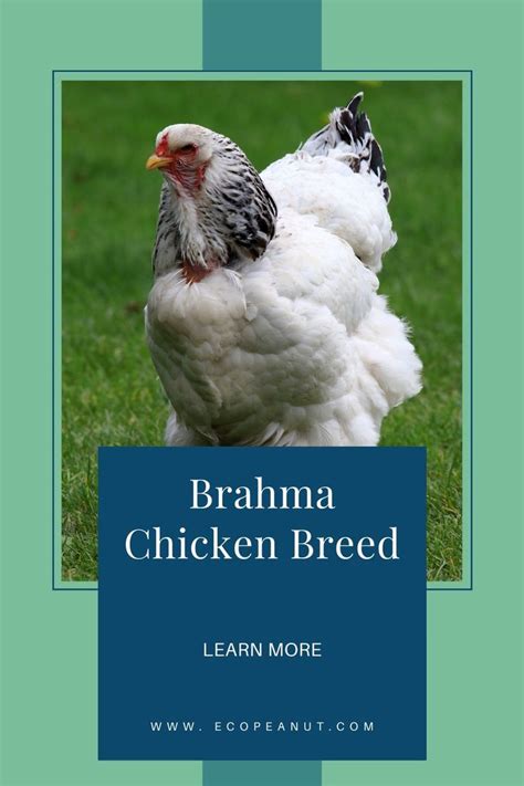 Brahma Chicken Breed Everything You Need To Know Video Video