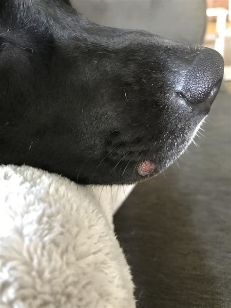 I Was Wondering If Dogs Can Get Cold Sores My 1 Year Old Pitbull Mix