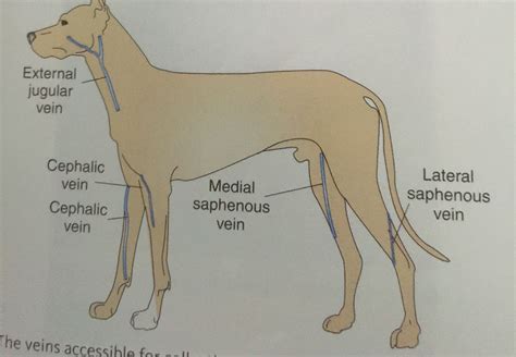 Venipuncture Sites In Canine Veterinarian School Vet School Drawing