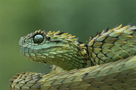 Hairy Bush Viper Venomous Snake Stock Photo Download Image Now Istock