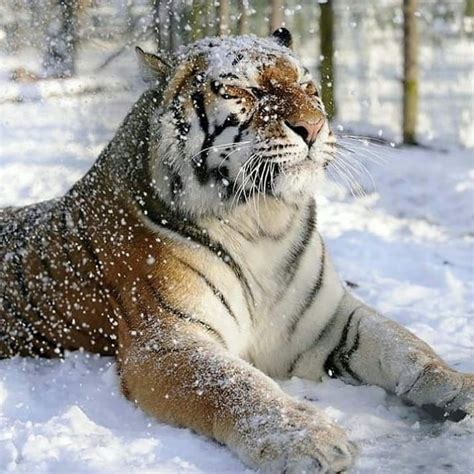 Tigre Siberiano Sentado En Plena Nevada Fotos De Tigres