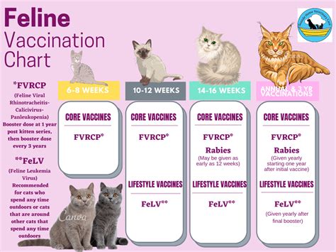 Cat Vaccination Information — Seaside Home Veterinary Care