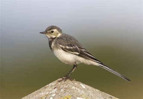 Young Pied Wagtail David Alan Flickr