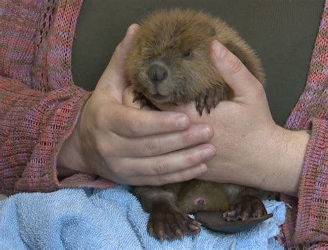 Cute Alert Orphaned Baby Beaver Thrives In Calgary Care Globalnewsca