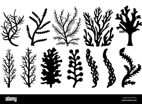 Hand Drawn Set Of Corals And Seaweed Silhouette Isolated On White