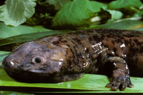 New Species Of Giant Salamander Is The Worlds Largest Amphibian New