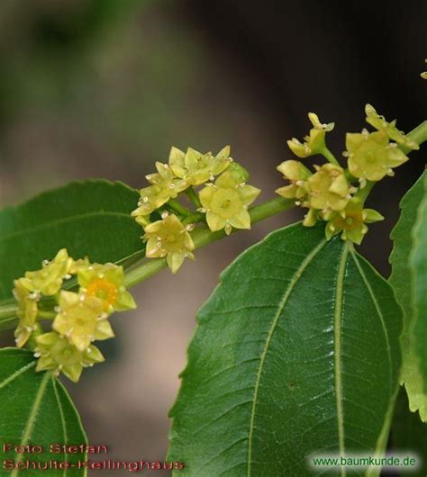 A project by steven van tittelboom. Chinesische Dattel (Ziziphus jujuba): Blüten bestimmen ...