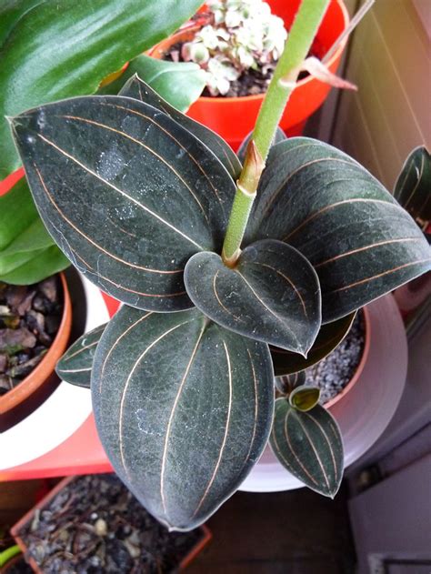 A nice bushy one will have lotsa thick rhizomes with fleshy roots under the medium, and any of them that seem not essential to the main luckily it needs as much sun and water as your jewel orchid and if you can keep it alive it'll be your jewel's best friend. 673 best Jewel Orchid images on Pinterest | Jewel orchid ...