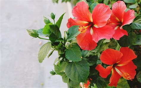 32 Different Types Of Hibiscus Flowers
