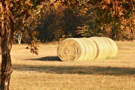 Round Hay Bales In Fall Free Stock Photo Public Domain Pictures