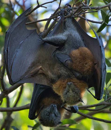 Flying Fox Bats For Vigilance While Day Roosting Finds Study