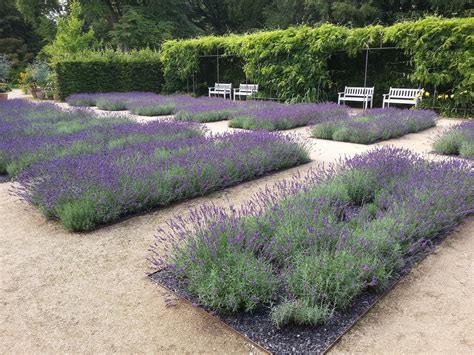 So pflanzen und pflegen sie lavandula angustifolia. Lavandula angustifolia 'Hidcote Blue' - Garten-Lavendel ...