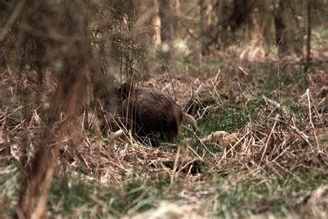 Forest Of Dean Wildlife And Nature Diary Wild Boar