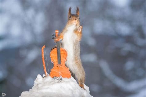 Photographer Takes Wonderful Pictures Of Squirrels Playing Tiny