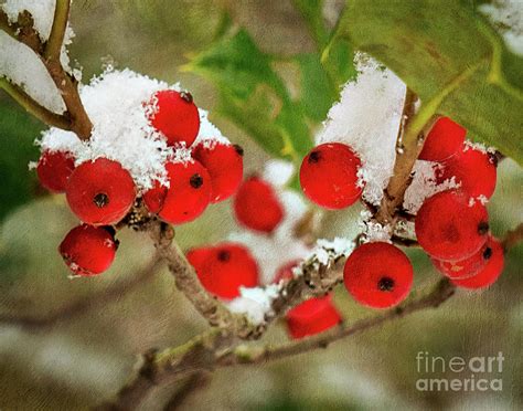Snowberry Photograph By Izet Kapetanovic Fine Art America