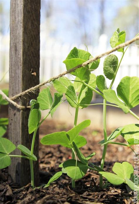 A Trellis For Growing Peas Ashley Hackshaw Lil Blue Boo Vegetable