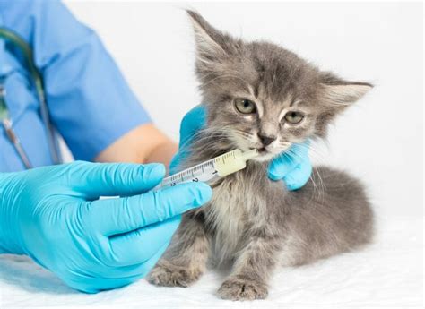 Tapeworm In Cats Causes Symptoms Diagnosis Treatment Prevention
