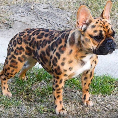 15 French Bulldogs Youve Never Seen Before In Your Life The Paws