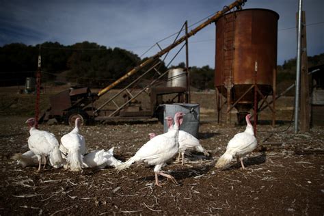 Turkeys Raised On California Farm Rivista Studio