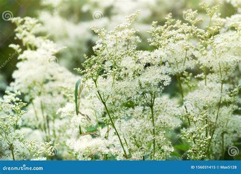 Flowering Grasses Blooming Meadows Stock Image Image Of Entire