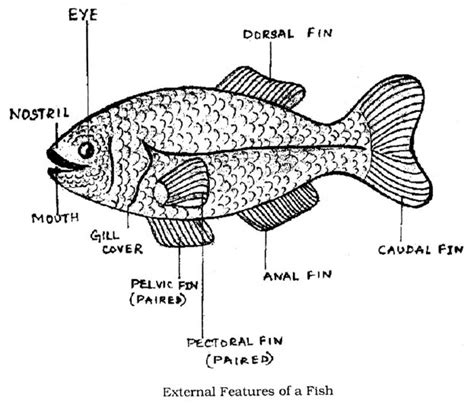 Blue catfish, channel catfish and flathead catfish. 33 Label Diagram Of Fish - Label Design Ideas 2020