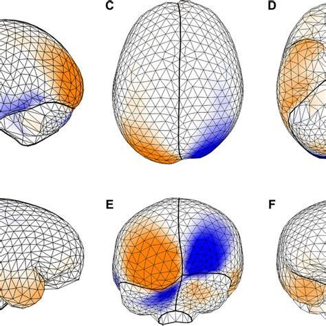 Symmetric And Asymmetric Variation Of Endocranial Shape A Principal