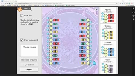 Double helix, dna, enzyme, lagging. Gizmos Student Exploration Building Dna Answer Key + My ...