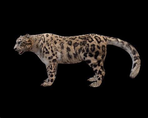 3d Model Snow Leopard Rigged Cgtrader