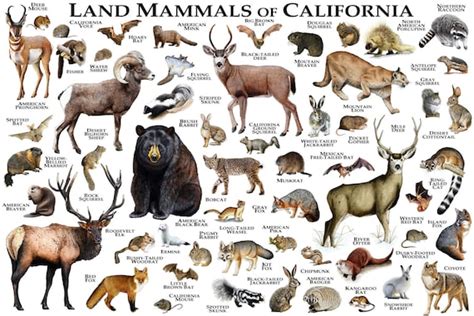 Mammals Of California Poster Print California Mammals Field Etsy