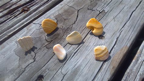 Seashell Push Pins Seashell Thumbtacks 24 Count Beautiful