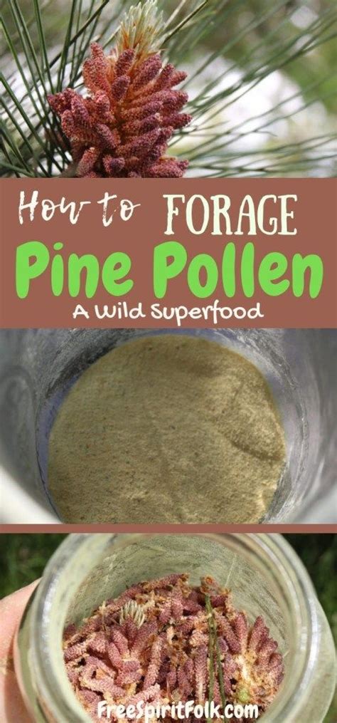How To Forage Pine Pollen A Wild Superfood Wild Food
