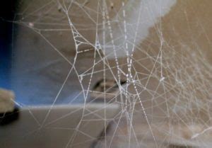 Web reduction behavior in a male western black widow spider. OKC Pest Control Helps You Identify Black Widow Webs - The ...