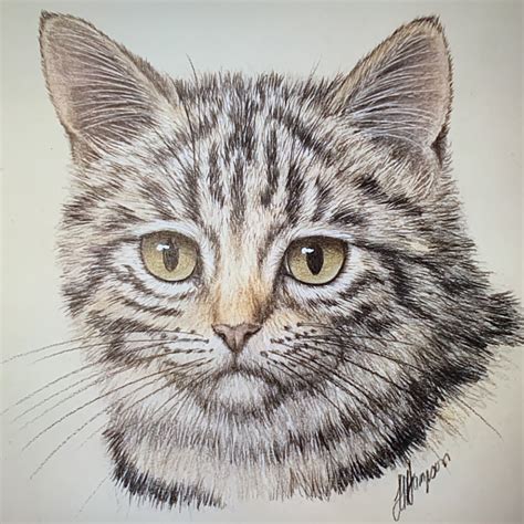 Tabby Cat Beginners Botanical Coloured Pencil Drawing Online Course The Old Kennels