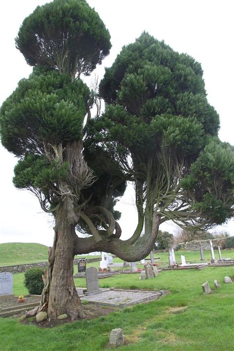 168 best Unusual Trees images on Pinterest | Weird trees, Beautiful