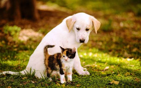 Cute Cats And Dogs Wallpapers Top Free Cute Cats And Dogs Backgrounds