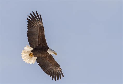 Soaring Bald Eagle Photograph By John Vose Fine Art America