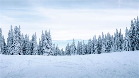 Wallpaper Id 111714 Winter Snow Landscape Trees Free Download