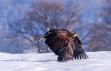 Обои зима свет снег деревья природа птица орел крылья перья