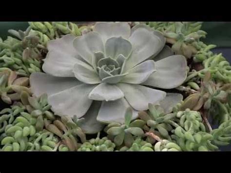 Amazing cactus garden and collection gilgandra australia. 2019 Show & Sale for The Cactus & Succulent Society of MA ...