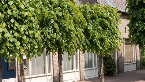 Van de 1750 soorten en cultivars op onze percelen is een heel aantal ook geschikt voor kleine tuinen. Bomen in de voortuin - bekijk de tips van Tuinen.nl