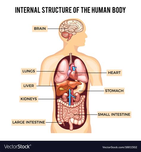Human Body And Organs Systems Infographic Vector Image